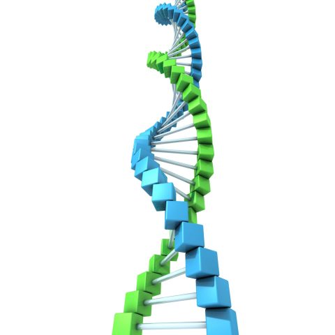 DNA Double Helix Model - Set of 2