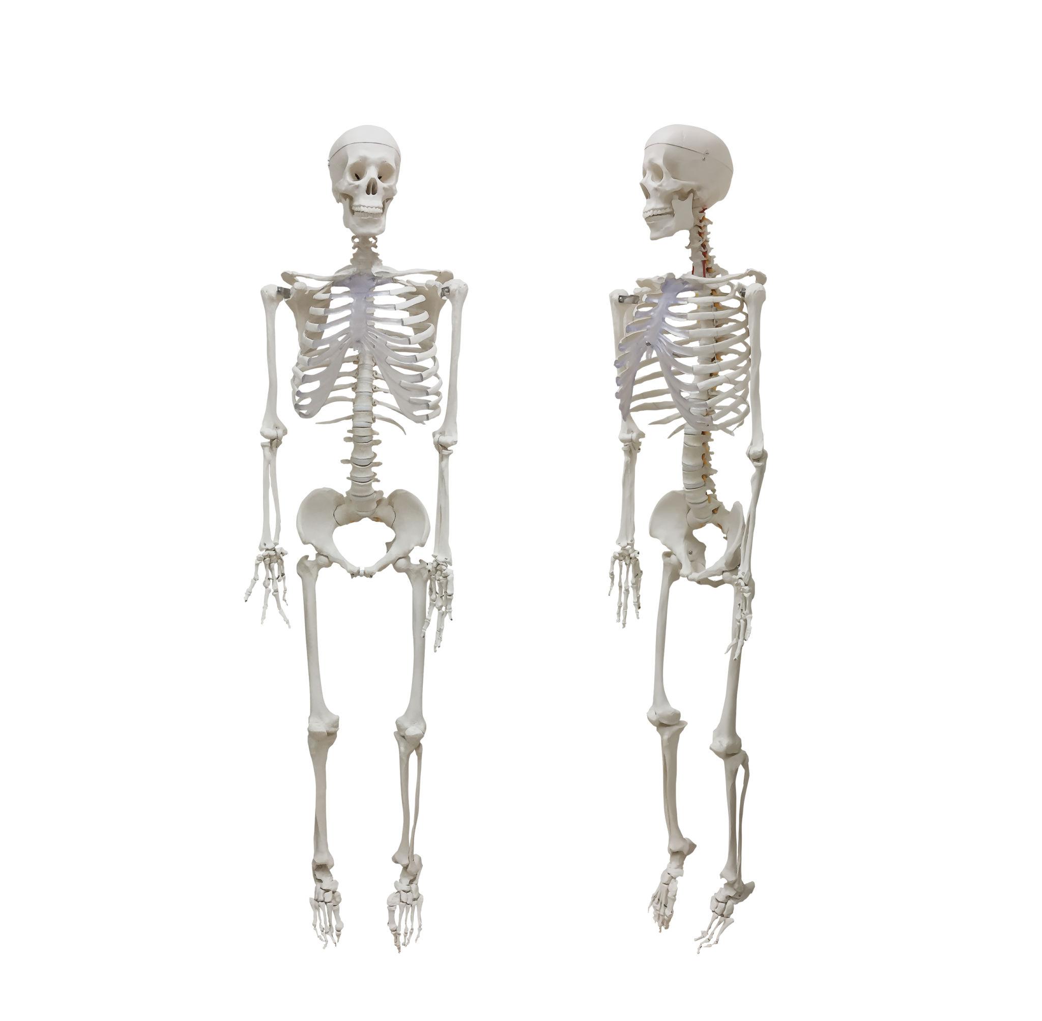 Human Skeleton Model - Set of 3