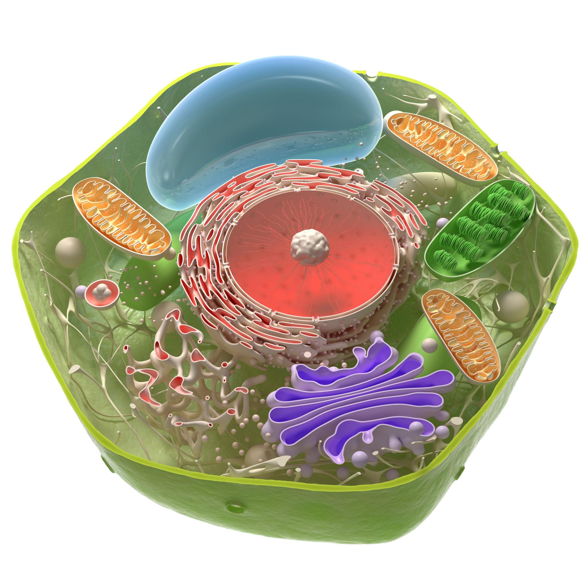 Plant Cell Model - Image 3