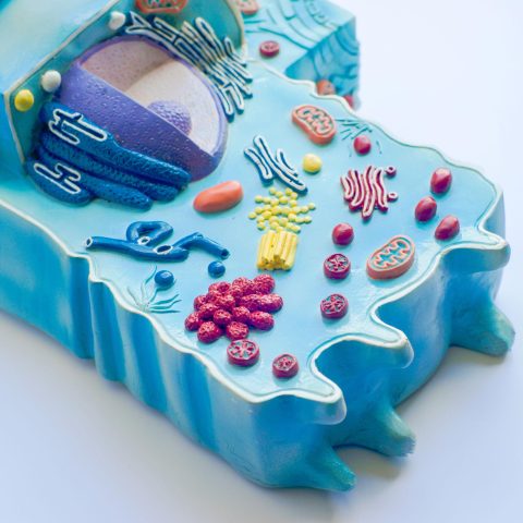 Animal Cell Model - 1 Set