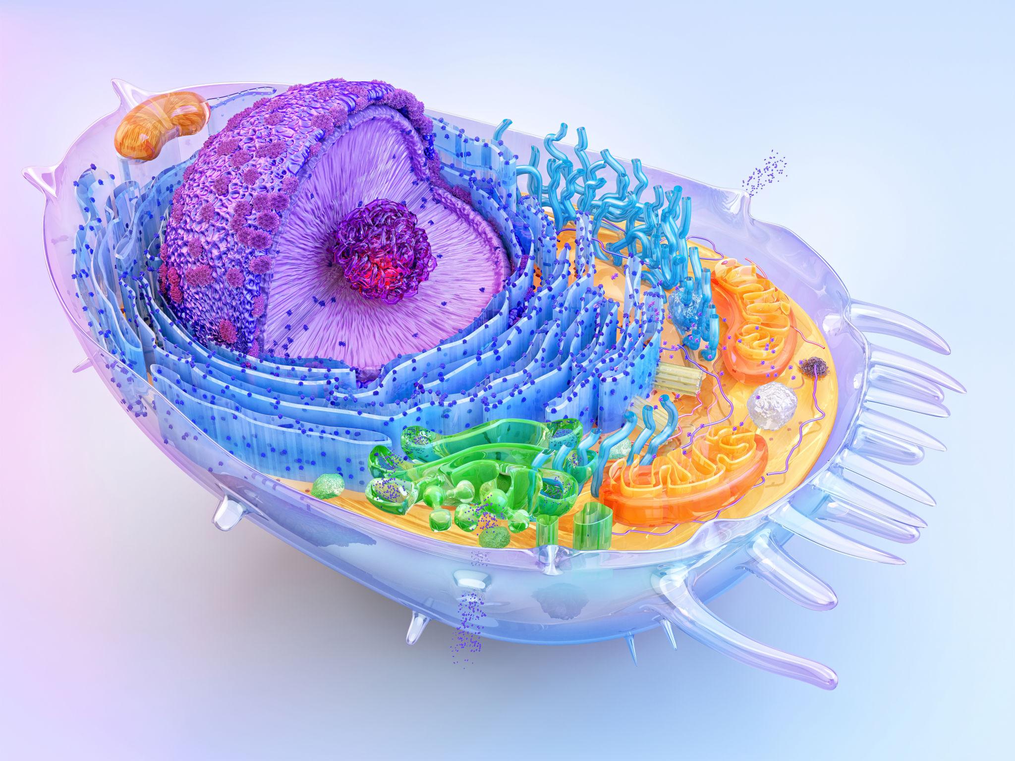 Animal Cell Model - 5 Sets