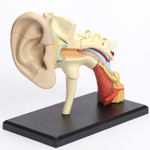 Ear Model