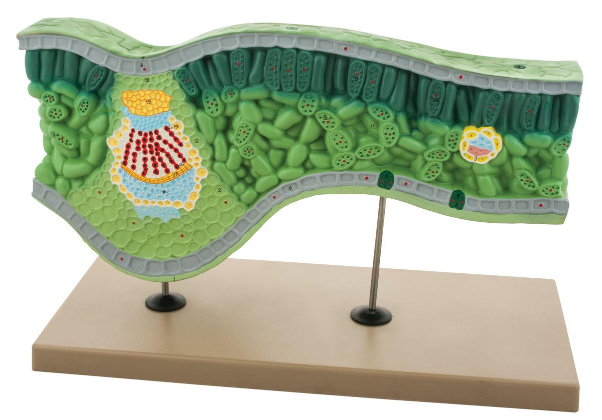 Leaf Structure Model - Set of 2