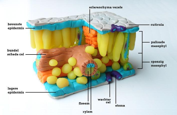 Leaf Structure Model - Set of 2 - Image 3