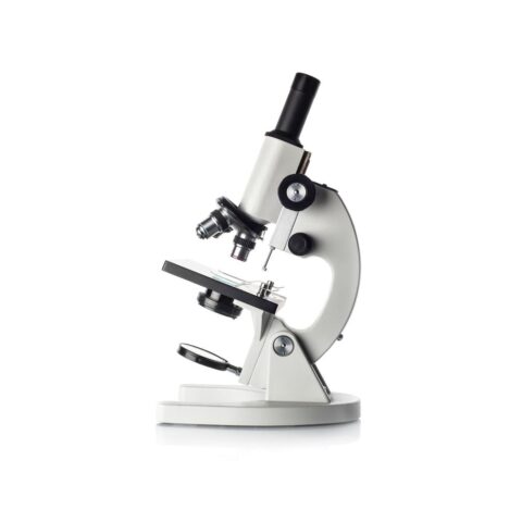Stereo Microscope