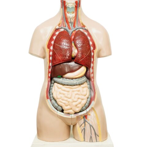 Torso Model