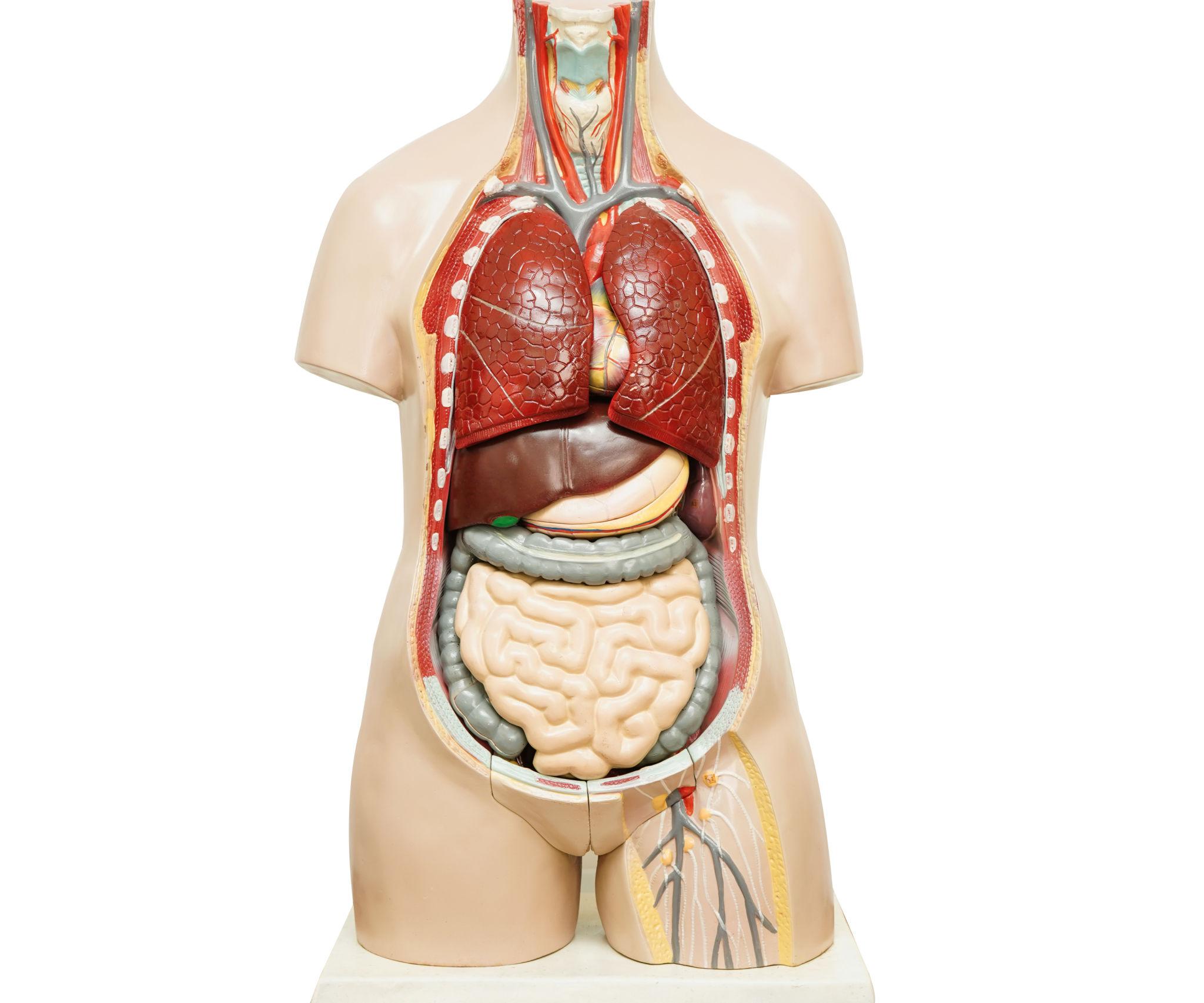 Torso Model