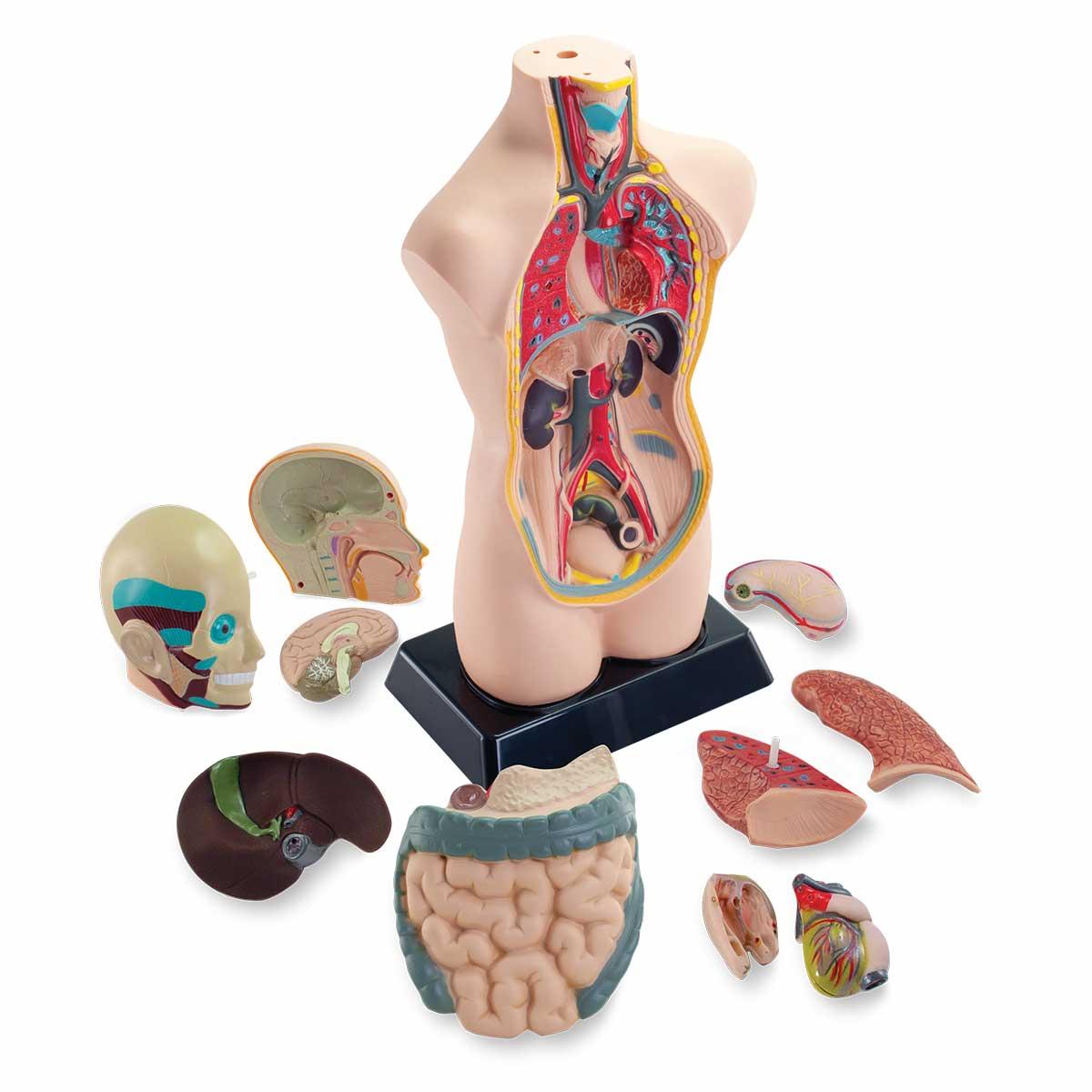 Torso Model - Image 3